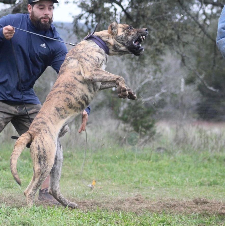 Dog leaping during training
