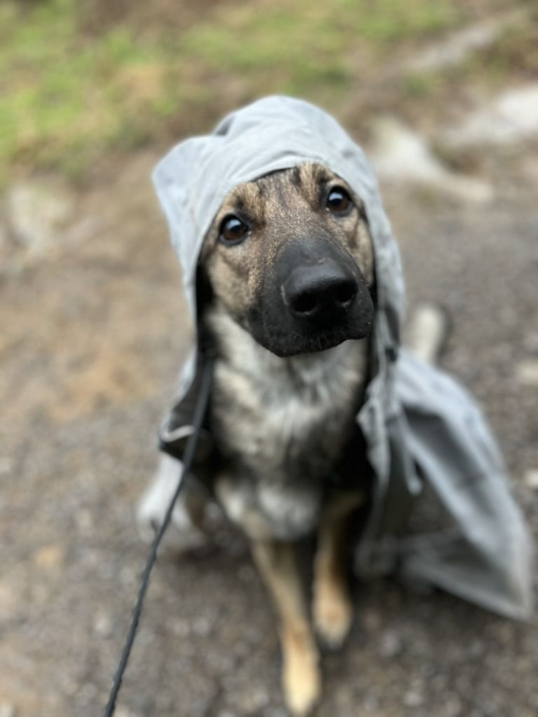 Shepherd making eye contact in the rain