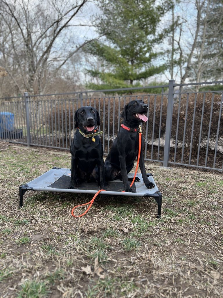 Two dogs settled calmly on place beds outdoors